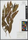 Foto von Salix alba L. x Salix fragilis L.